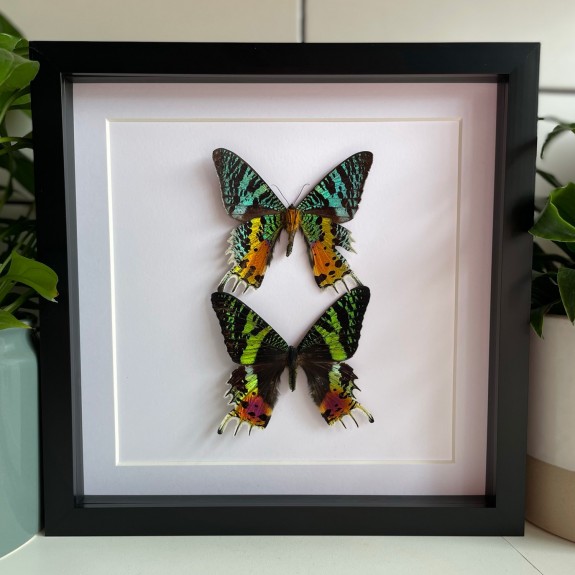 Madagascan Sunset Moth (Top & Underside)