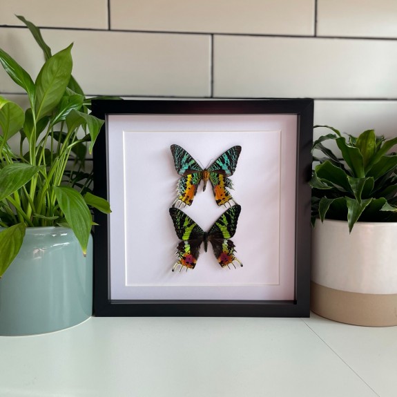Madagascan Sunset Moth (Top & Underside)
