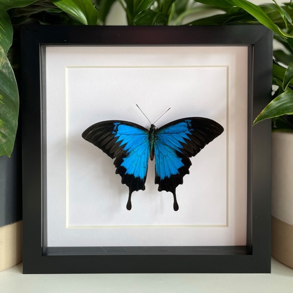 Ulysses Butterfly
