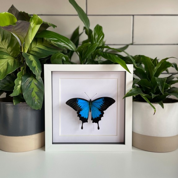 Ulysses Butterfly
