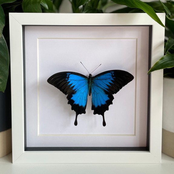 Ulysses Butterfly