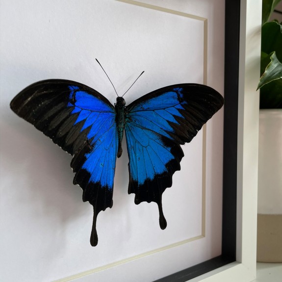 Ulysses Butterfly