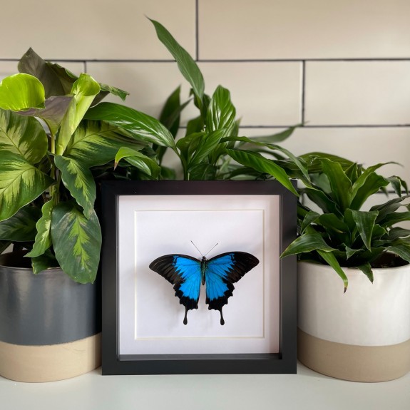 Ulysses Butterfly