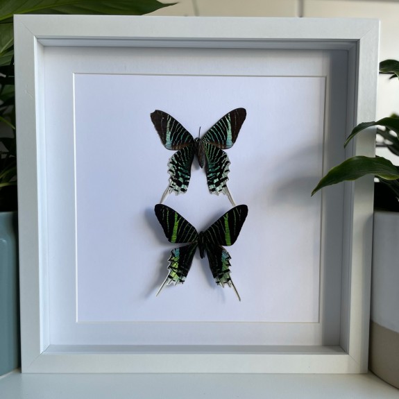 Green-Banded Urania Moth