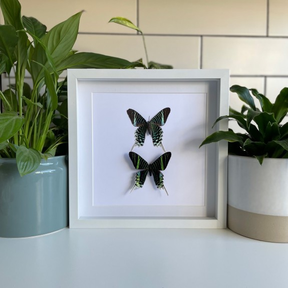 Green-Banded Urania Moth