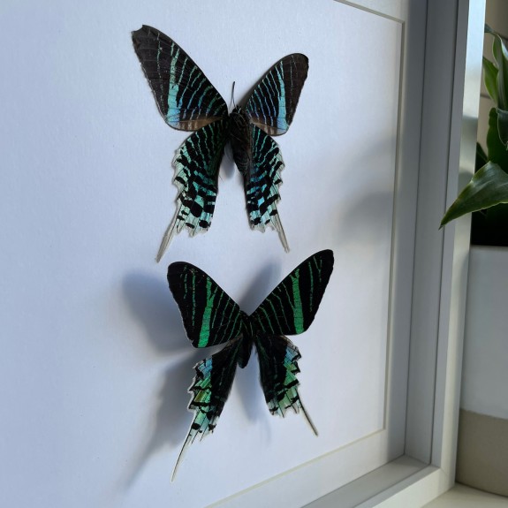 Green-Banded Urania Moth