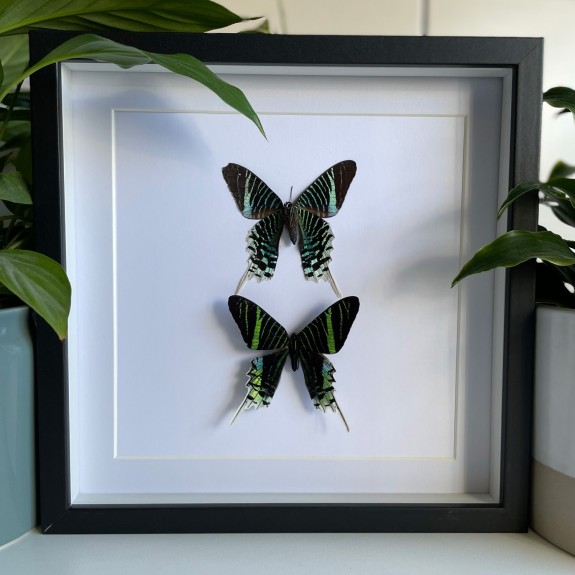 Green-Banded Urania Moth