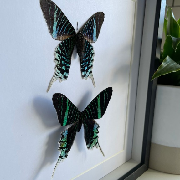 Green-Banded Urania Moth