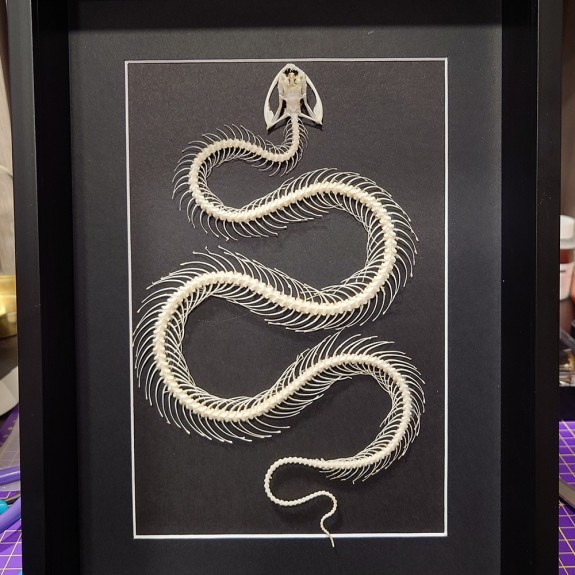 White Lipped Pit Viper Skeleton