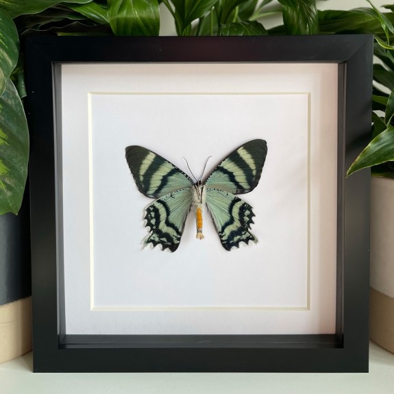 Zodiac Sunset Moth