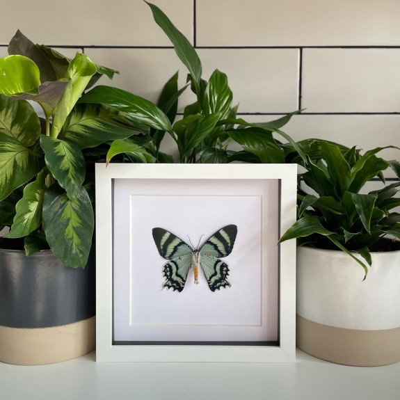 Zodiac Sunset Moth