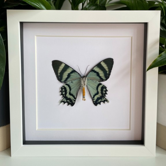 Zodiac Sunset Moth